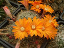 REBUTIA FLAVISTYLA