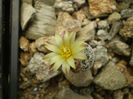 TURBINICARPUS KRAINZIANUS V MINIMUS