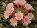 REBUTIA SP