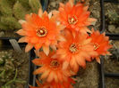 CHAMAECEREUS HYBRID