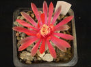 GYMNOCALYCIUM BALDIANUM
