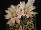 GYMNOCALYCIUM