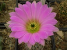 ECHINOCEREUS FITCHII