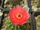 NOTOCACTUS OTTONIS VENCLUIANUS