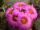 MAMMILLARIA GUELZOWIANA