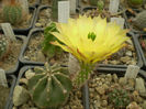 ECHINOCEREUS SUBINERMIS