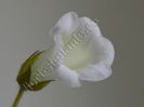 Sinningia Luci s Pearl White