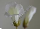 Sinningia Luci s Pearl White