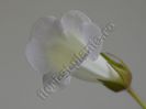 Sinningia Luci s Pearl White