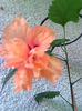 Bild4200_1