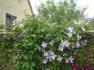 clematis