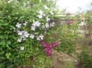 clematis