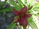 hemerocallis