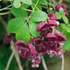 foto net akebia quinata