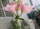 IMG_2448