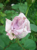 'Sissi ®' • Blå Måndag • Blue Monday • Blue Moon • Mainzer Fastnacht • Mainzer Rad • Navo-Rose • Sis