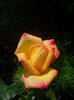 'Peace'• 3-35-40 (Meilland/'Peace') • Gioia • Gloria Dei • Madame A. Meilland