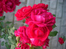 'Paul's Scarlet Climber'