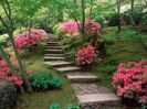 azaleas_japanese_garden-normal