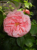 Rose Pleasure (2014, May 21)