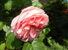 Rose Pleasure (2014, May 21)