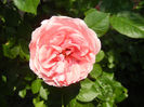 Rose Pleasure (2014, May 21)