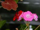 DSCN7028