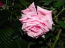 DSCN7037
