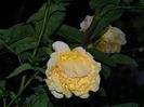 DSCN7041