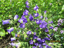 Campanula medium