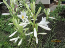 Lilium candium