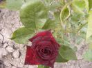 Dimov