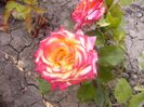 Dimov