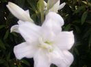 Lilium Candidum fl. involta