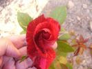 Dimov