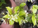 Trachylospermus Jasminoides lutea