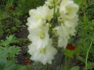 Delphinium alb