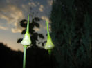 Allium Hair (2014, May 24)
