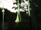 Allium Hair (2014, May 24)