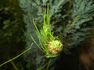 Allium Hair (2014, June 04)