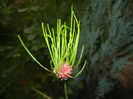 Allium Hair (2014, June 04)
