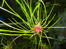 Allium Hair (2014, June 04)