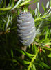 Abies koreana (2014, June 04)