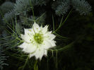 Nigella damascena (2014, June 01)