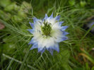 Nigella damascena (2014, June 02)