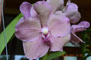 Vanda Nitaya Salmon