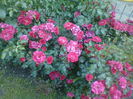 Rotilia