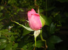 Rose Parade (2014, May 21)