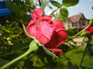 Rose Blaze Superior (2014, May 21)