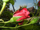 Rose Blaze Superior (2014, May 21)
